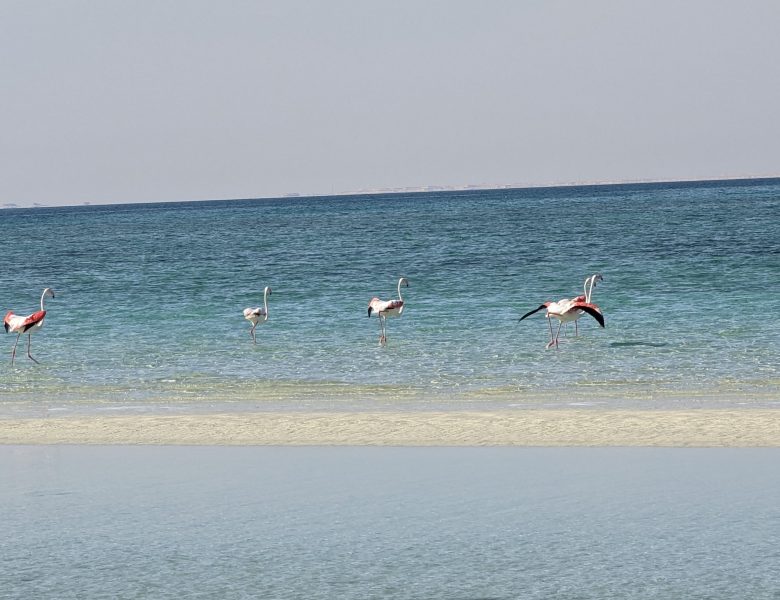 Entspannen bei den Flamingos