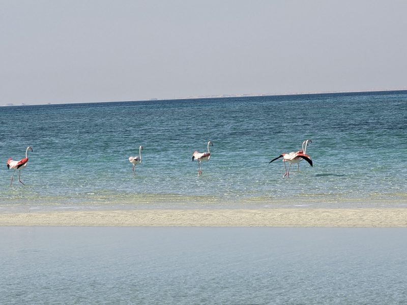 Entspannen bei den Flamingos
